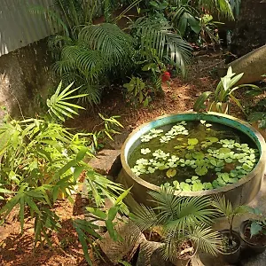 Adams Wood House Ayurveda Kochi